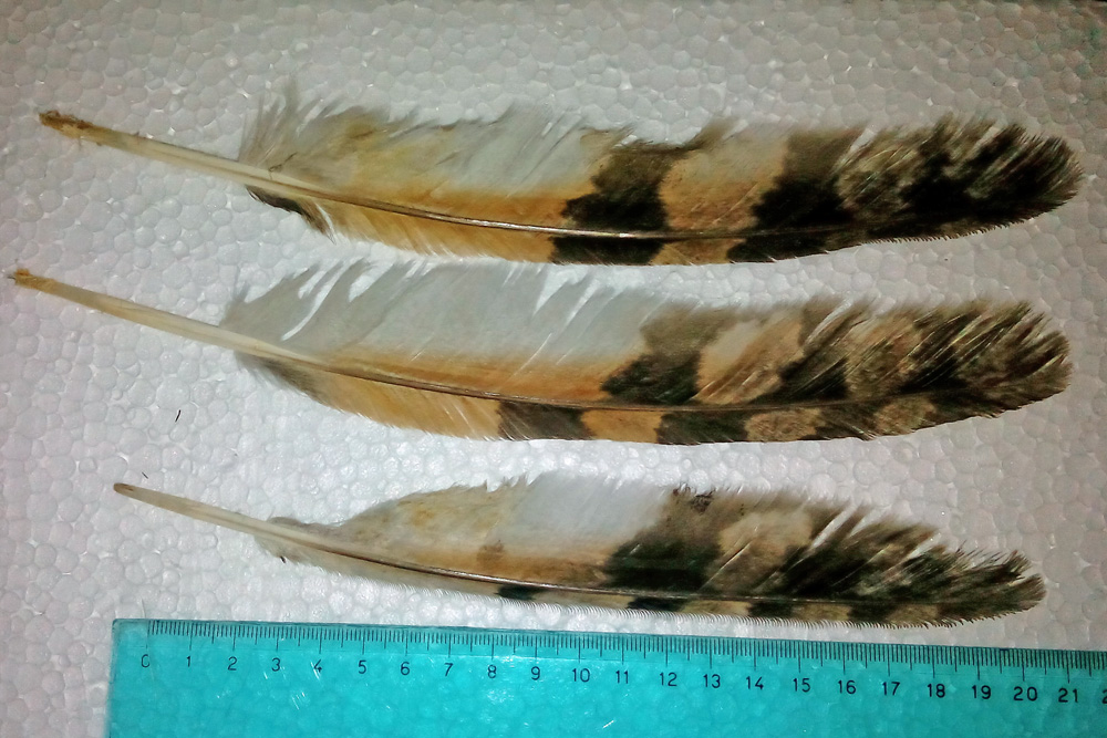 rapace notturno... quale?